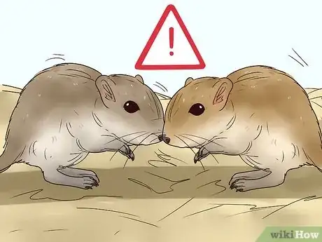 Imagen titulada Understand Gerbil Body Language Step 12