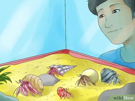 Imagen titulada Care for Hermit Crabs Step 12