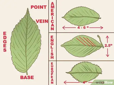 Imagen titulada Identify an Elm Tree Step 1