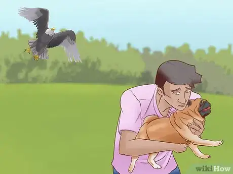 Imagen titulada Protect Small Dogs from Birds of Prey Step 9