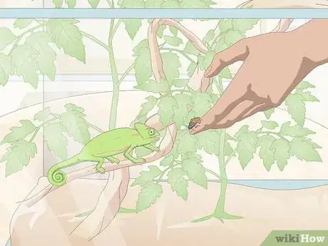 Imagen titulada Take Care of a Chameleon Step 12