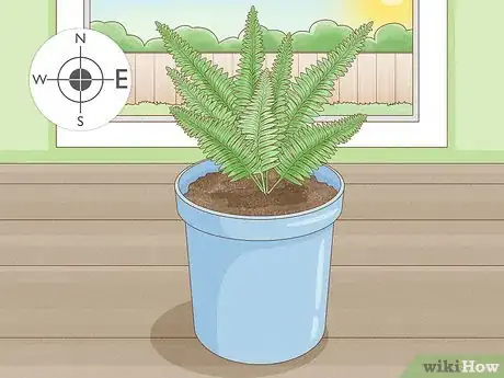 Imagen titulada Grow Fern Indoors Step 6