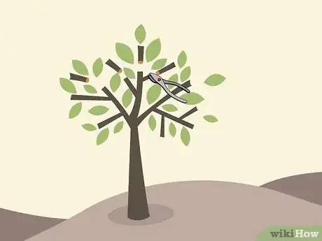 Imagen titulada Prune Citrus Trees Step 9