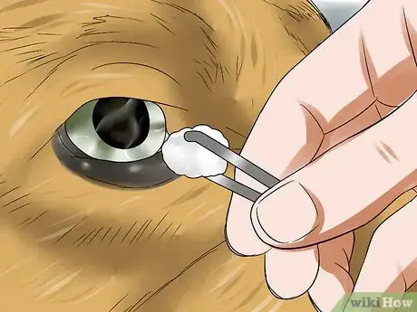 Imagen titulada Treat Canine Corneal Ulcers Step 7