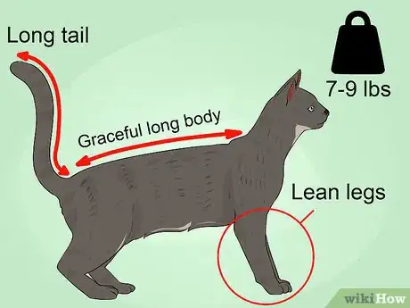 Imagen titulada Identify an Egyptian Mau Step 3