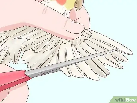 Imagen titulada Stop Your Cockatiel from Biting Step 10