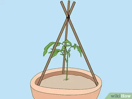 Imagen titulada Support Tomato Plants in Pots Step 9