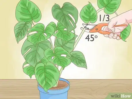 Imagen titulada Prune Houseplants Step 6