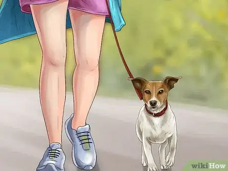 Imagen titulada Live With a Hyper Jack Russell Terrier Step 1