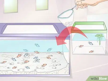 Imagen titulada Take Care of Baby Platy Fish Step 9