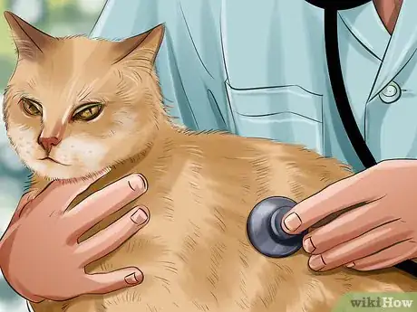 Imagen titulada Tell if a Cat Has a Sore Throat Step 6