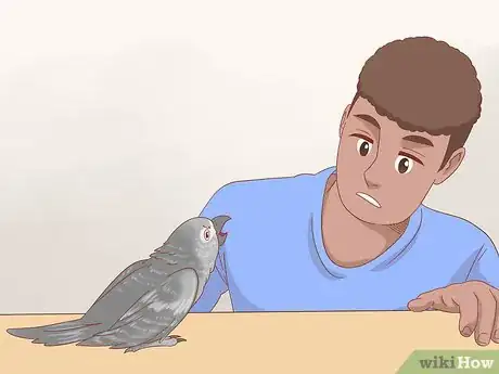 Imagen titulada Treat Feather Picking in African Grey Parrots Step 12