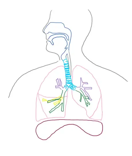 Imagen titulada Bronchi_respsyst_gb2653.png