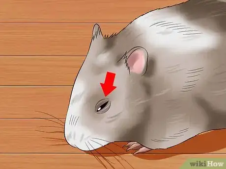 Imagen titulada Help a Hamster With Sticky Eye Step 2