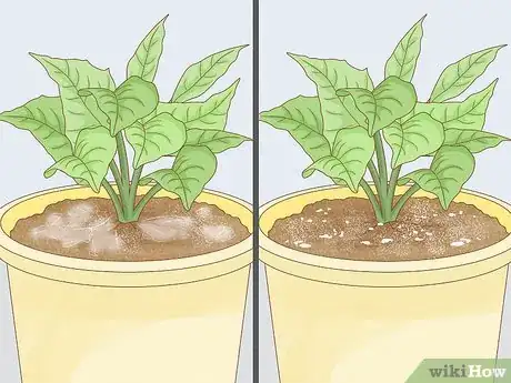 Imagen titulada Get Rid of Mold on Houseplants Step 5