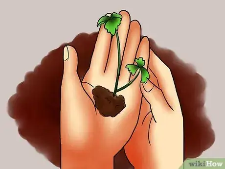 Imagen titulada Harvest Parsley Step 1