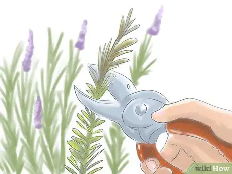 Imagen titulada Plant Lavender Step 11