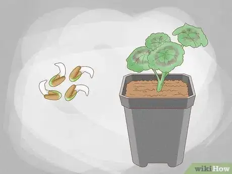 Imagen titulada Grow Geraniums in Pots Step 5