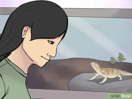 Imagen titulada Train a Bearded Dragon Step 1