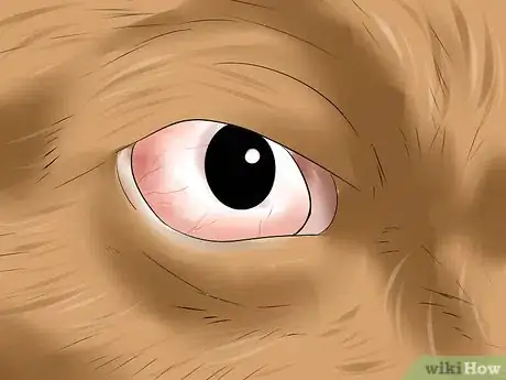 Imagen titulada Treat Canine Corneal Ulcers Step 2