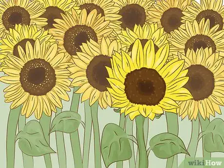 Imagen titulada Dry Sunflowers Step 1