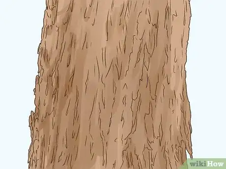 Imagen titulada Identify an Elm Tree Step 2