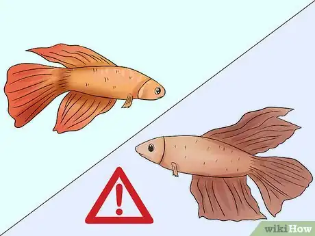 Imagen titulada Tell How Old a Betta Fish Is Step 3