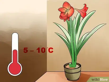 Imagen titulada Get Amaryllis to Rebloom Step 12