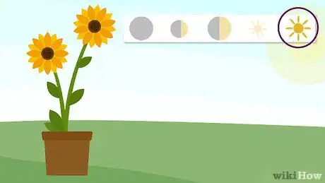 Imagen titulada Grow a Sunflower in a Pot Step 9