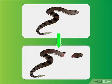 Imagen titulada Skin a Snake Step 1