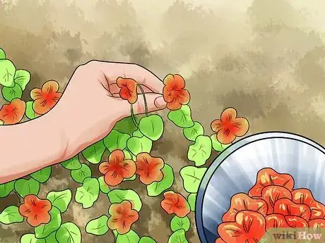 Imagen titulada Grow Nasturtiums Step 10