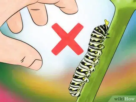 Imagen titulada Keep Wild Caterpillars As Pets Step 4