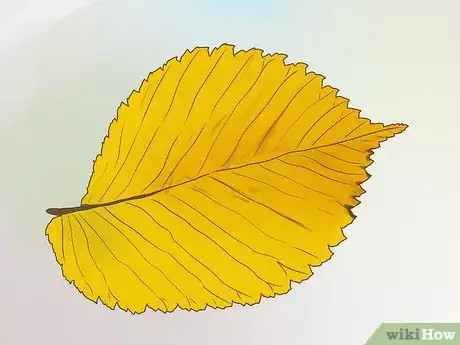 Imagen titulada Identify an Elm Tree Step 11