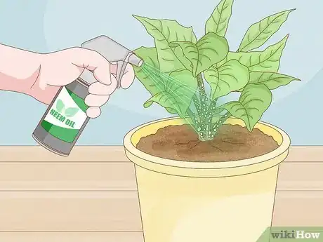 Imagen titulada Control Scale Insects on Indoor Plants Step 5