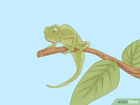 Imagen titulada Buy a Chameleon Step 4