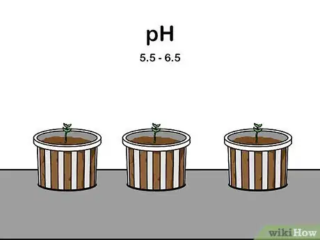 Imagen titulada Grow Hydroponic Lettuce Step 13