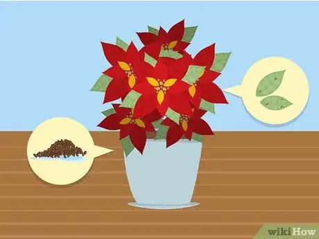 Imagen titulada Care for Poinsettias Step 3