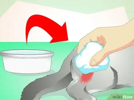 Imagen titulada Treat an Abscess on a Cat Step 7