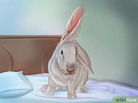 Imagen titulada Make Your Rabbit Like You Step 2