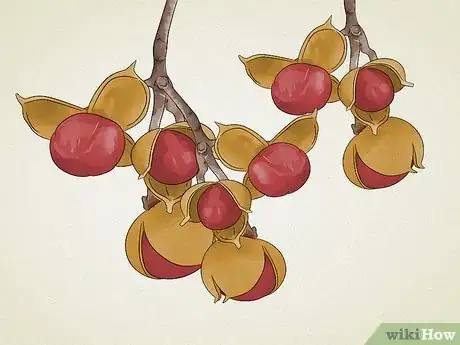 Imagen titulada Identify Common Poisonous Berries in North America Step 11