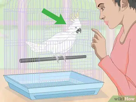 Imagen titulada Deal with an Aggressive Cockatoo Step 1