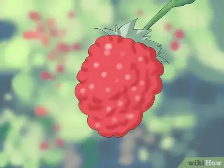 Imagen titulada Prune Raspberries Step 3