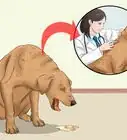 evitar que tu perro vomite