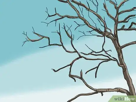 Imagen titulada Identify a Sycamore Tree Step 5