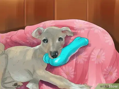 Imagen titulada Care for an Italian Greyhound Step 3