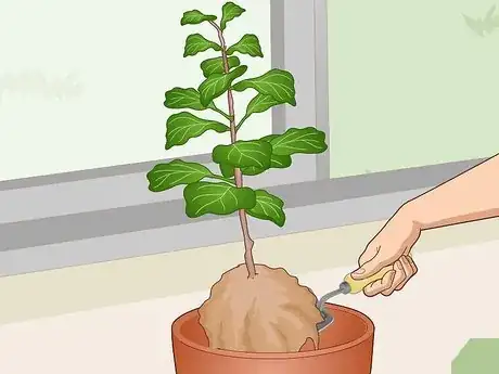 Imagen titulada Revive a Fiddle Leaf Fig Step 15