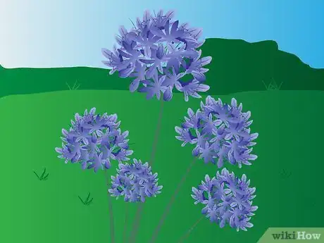 Imagen titulada Grow Agapanthus Step 1