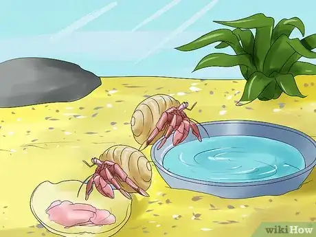 Imagen titulada Care for Hermit Crabs Step 15