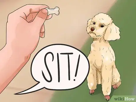 Imagen titulada Train a Toy Poodle Step 9