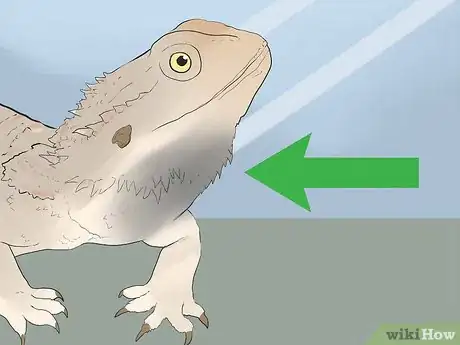 Imagen titulada Train a Bearded Dragon Step 3